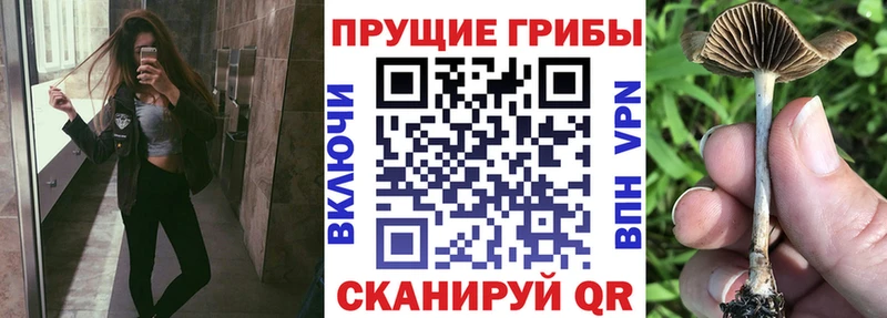 где купить наркоту  Магадан  hydra вход  Псилоцибиновые грибы MAGIC MUSHROOMS 